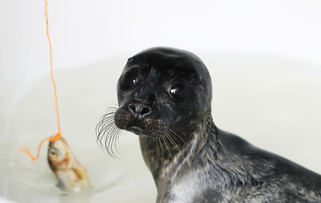 Seal Rescue Ireland use ‘Wetsuit Mammas’ to comfort orphaned pups