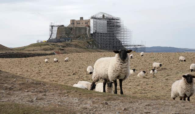 More sheep as work continues at the castle (Owen Humphreys/PA)