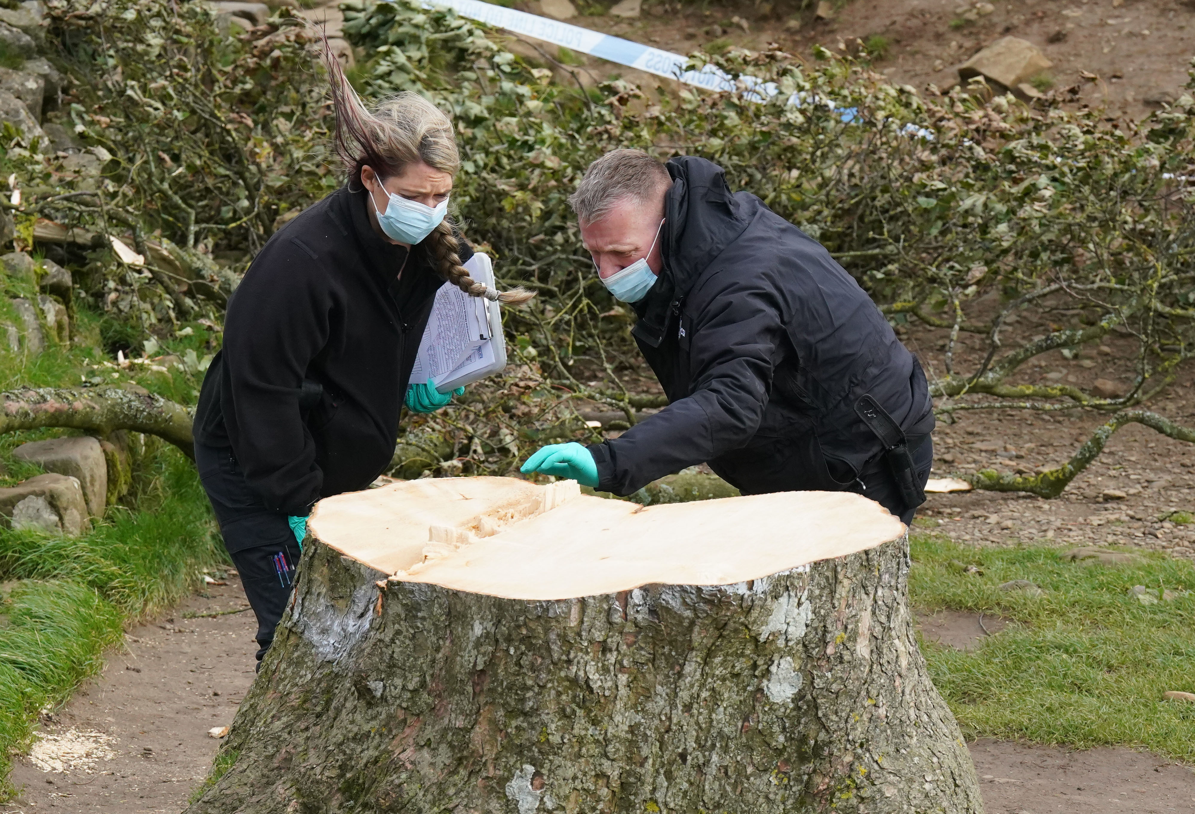 Man Arrested Over Felling Of Sycamore Gap Tree To Face No Further ...