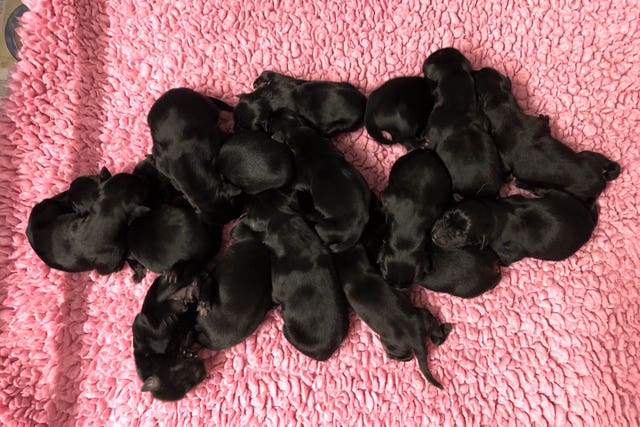 Guide dogs breed record litter of 16 puppies