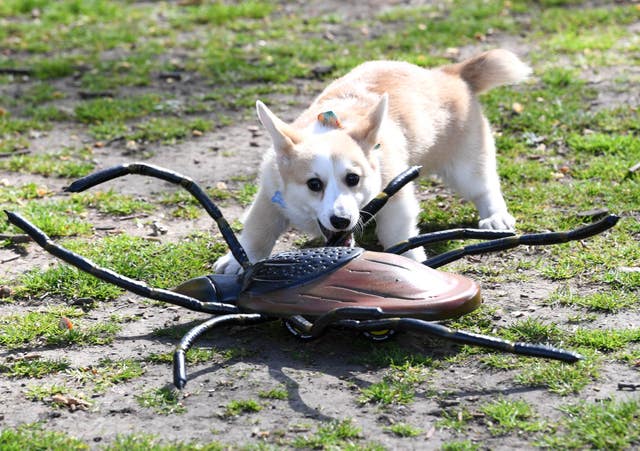 Cricket, a Pembroke Welsh Corgi puppy, plays with a motorised tick in Battersea Park