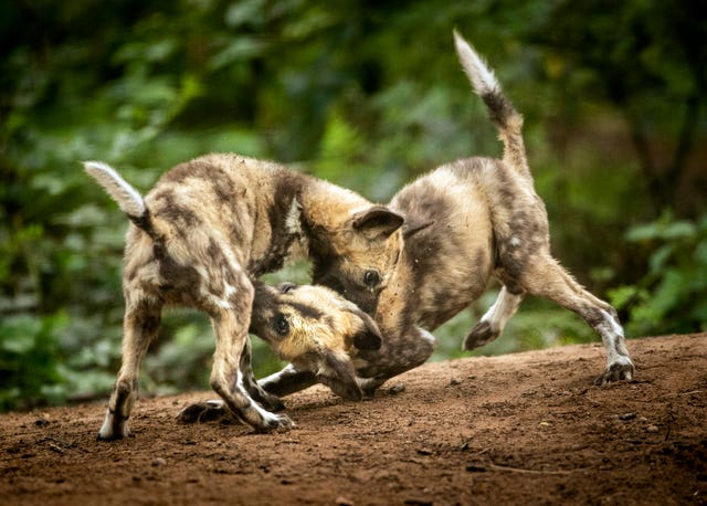 Painted dog puppies