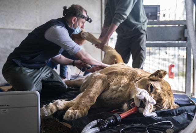 Lioness checkup at Yorkshire Wildlife Park