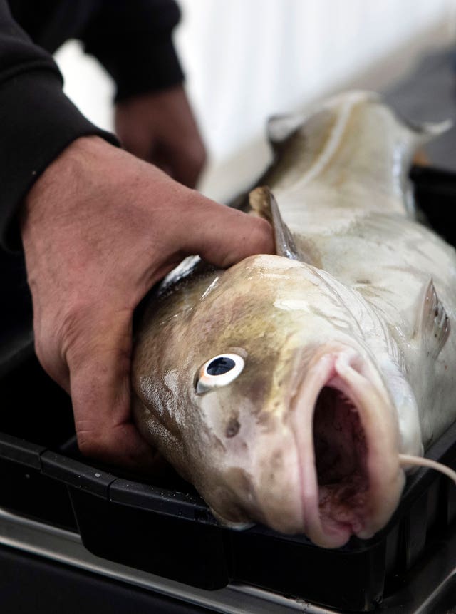 Warmer sea temperatures are threatening the abundance of cod, a study is warning (Danny Lawson/PA)