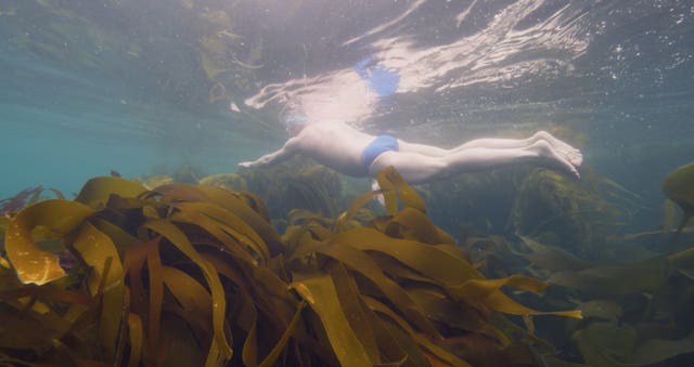 Kelp forests