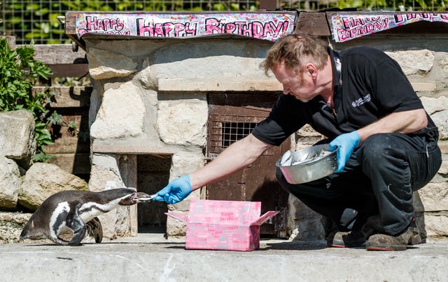 Britain’s oldest penguin