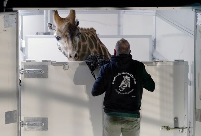 New giraffe at Blair Drummond Safari