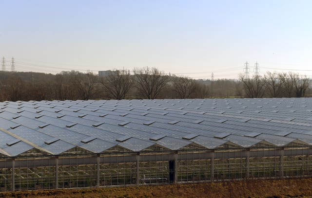 High-tech tomato glasshouse