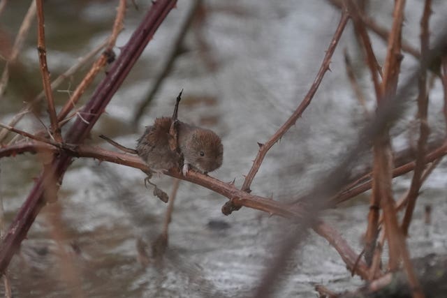 A water vole on a branch above floodwater in Yalding, Kent