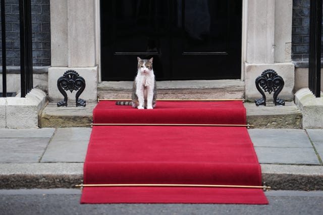 Chief Mouser to the Cabinet Office Larry the cat on the red carpet in Downing Street