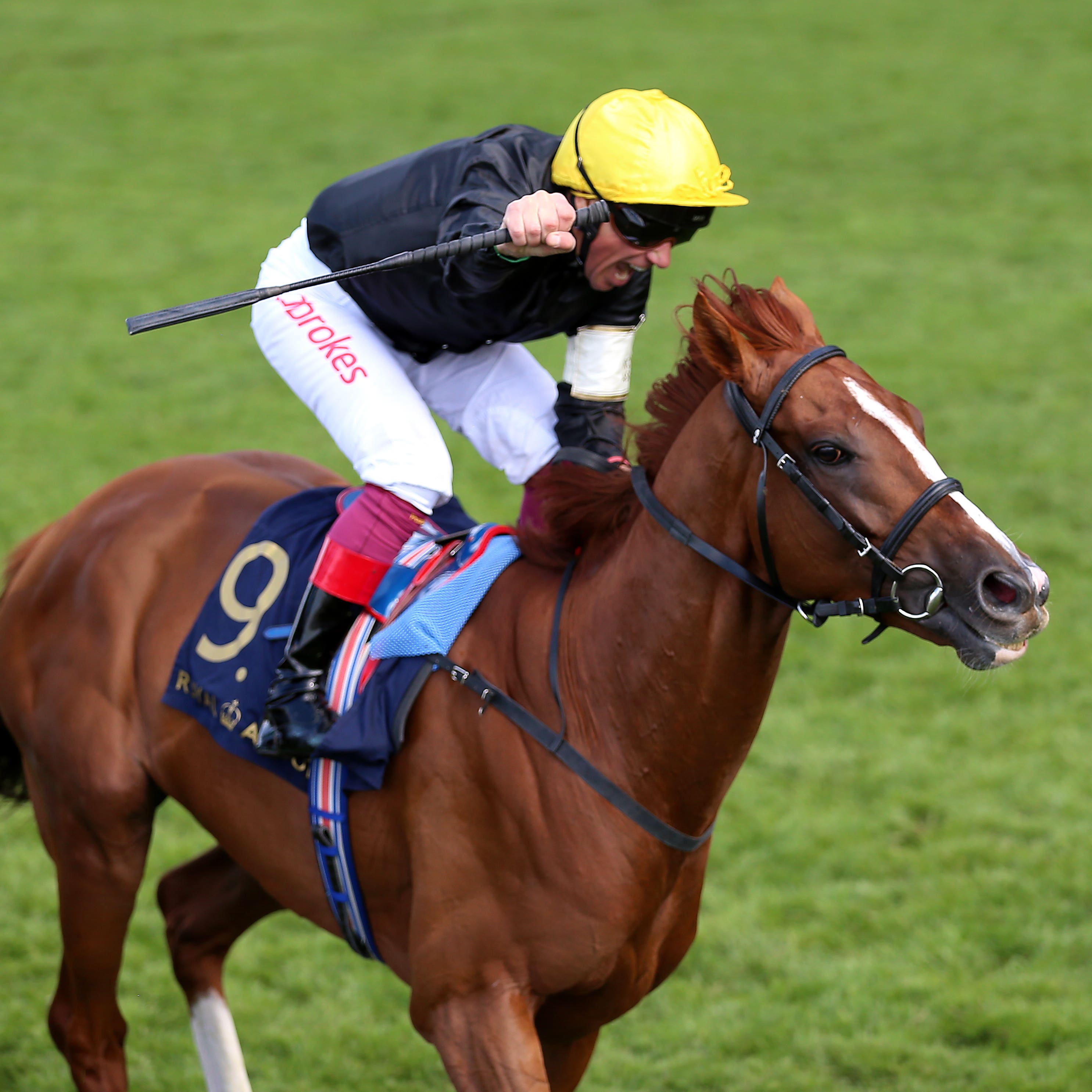 Stradivarius after winning the Gold Cup at Royal Ascot