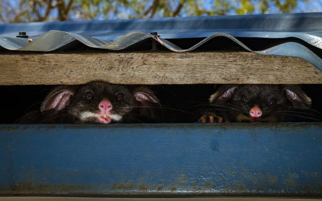 Peeking possums by Gary Meredith
