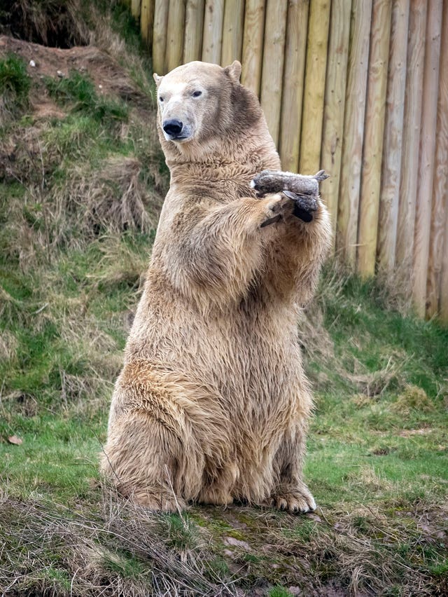 New polar bear at the Yorkshire Wildlife Park