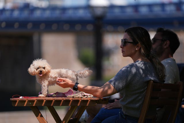 A toy poodle rests on a table in the warm weather 