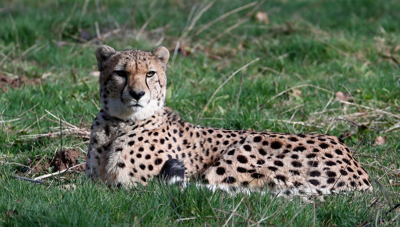 Wildlife expert cuddles hand-reared cheetah before they say goodbye ...