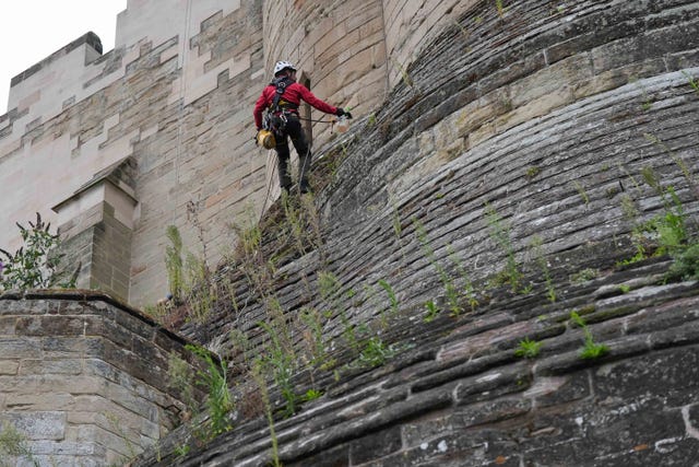 A worker clears weeds from Warwick Castle's stonework