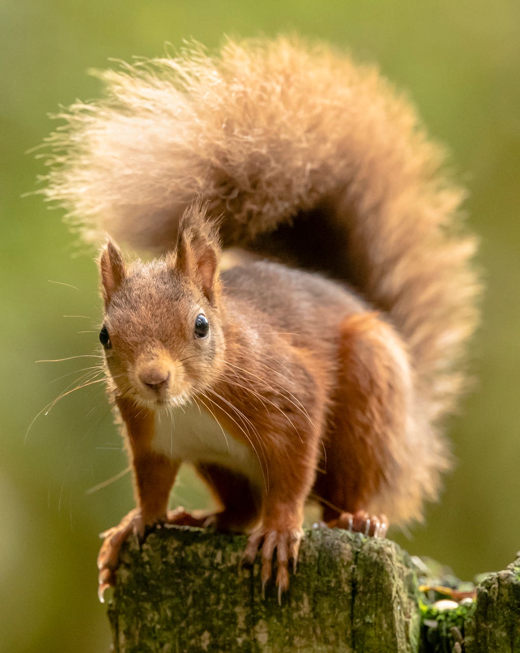 Red squirrels seen scampering around forest in adorable pictures