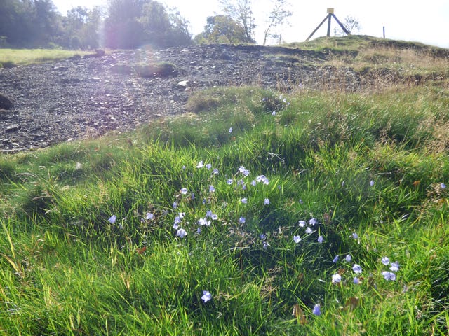 Harebells at Stiperstones 