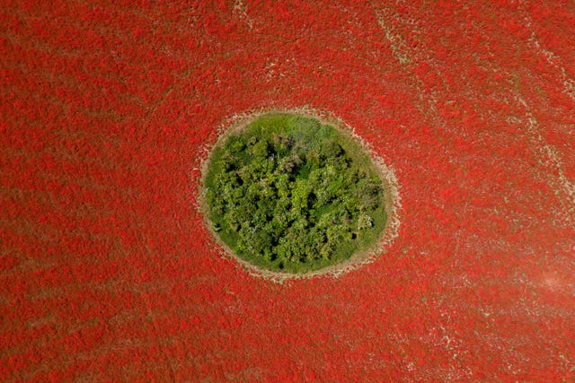 A field of poppies in flower in Great Massingham, Norfolk