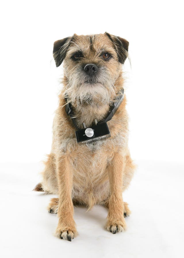 A dog wearing an electric shock collar 