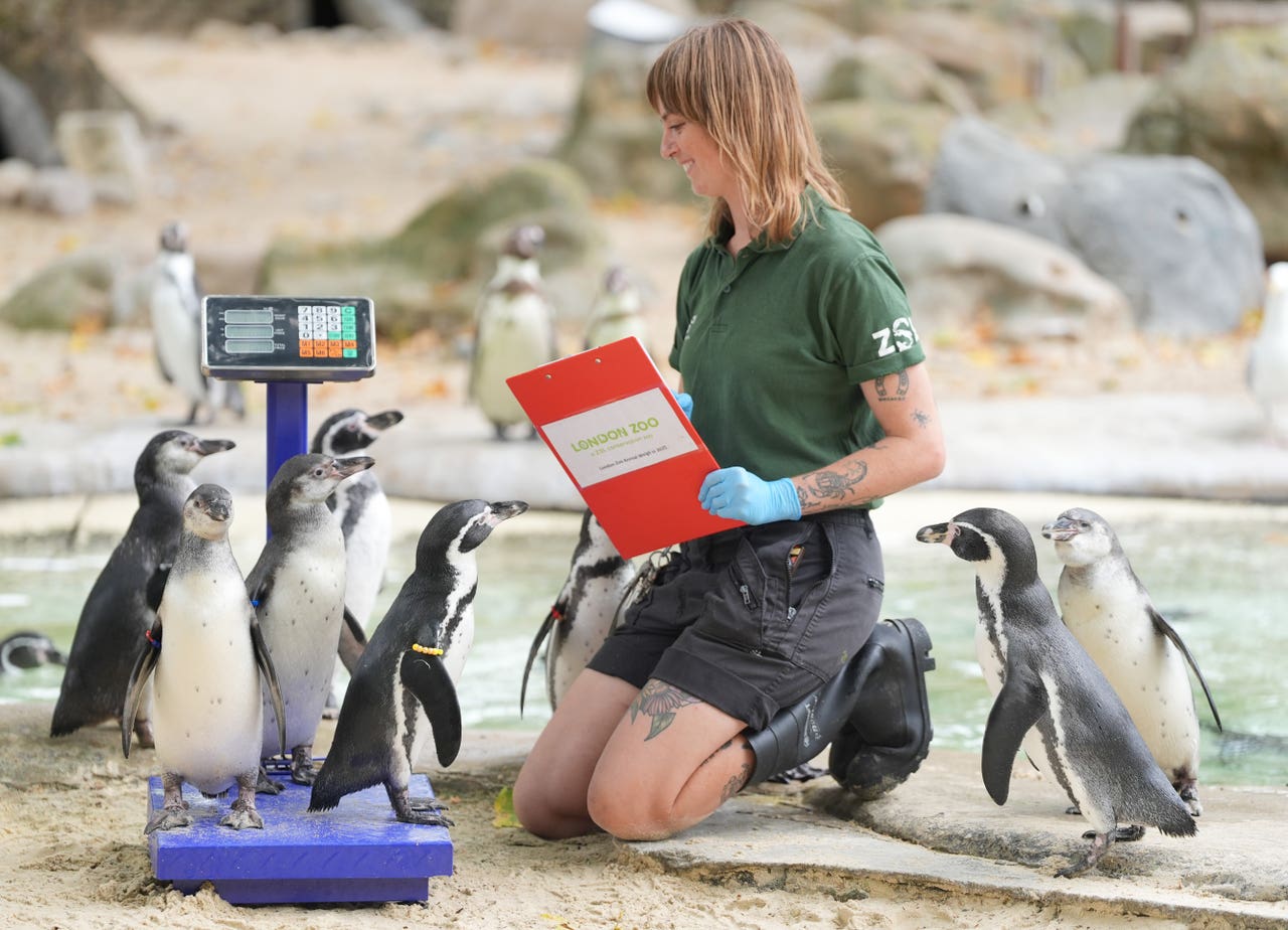 Capybaras, penguins and giant Galapagos tortoises lured on scales for ...