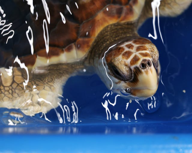 Royal Navy helps return turtles to original habitat