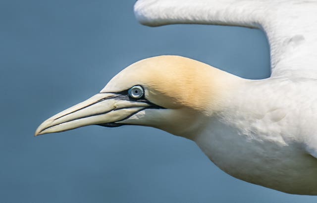 Seabirds at Bempton Cliffs