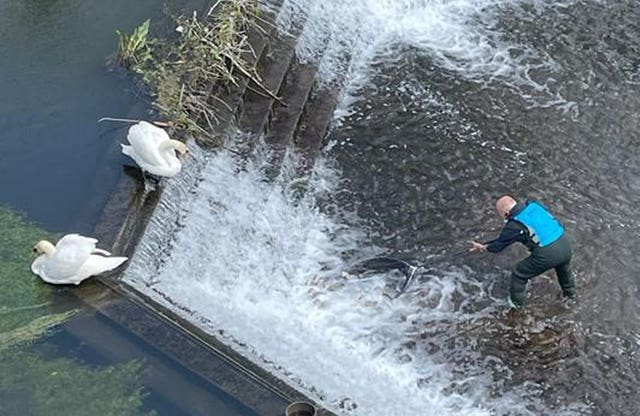 Steve Hermon from Swan Support rescuing the cygnets 