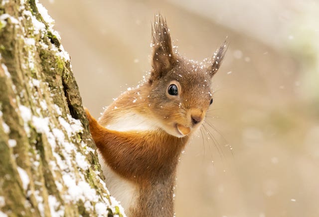 Red squirrel on a tree, with a nut in its mouth and a light covering of snow on its fur