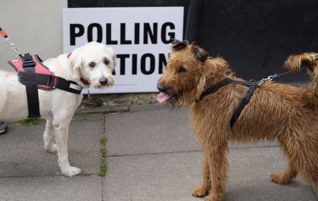 Two dogs, one white and one brown, on harnesses in front of a polling station sign