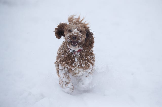 Willow, a one-year-old Cockerpoo, enjoys the snow in Wye National Nature Reserve near Ashford in Kent 