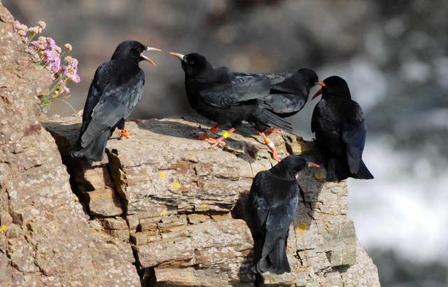 Rare crow breeding in England again