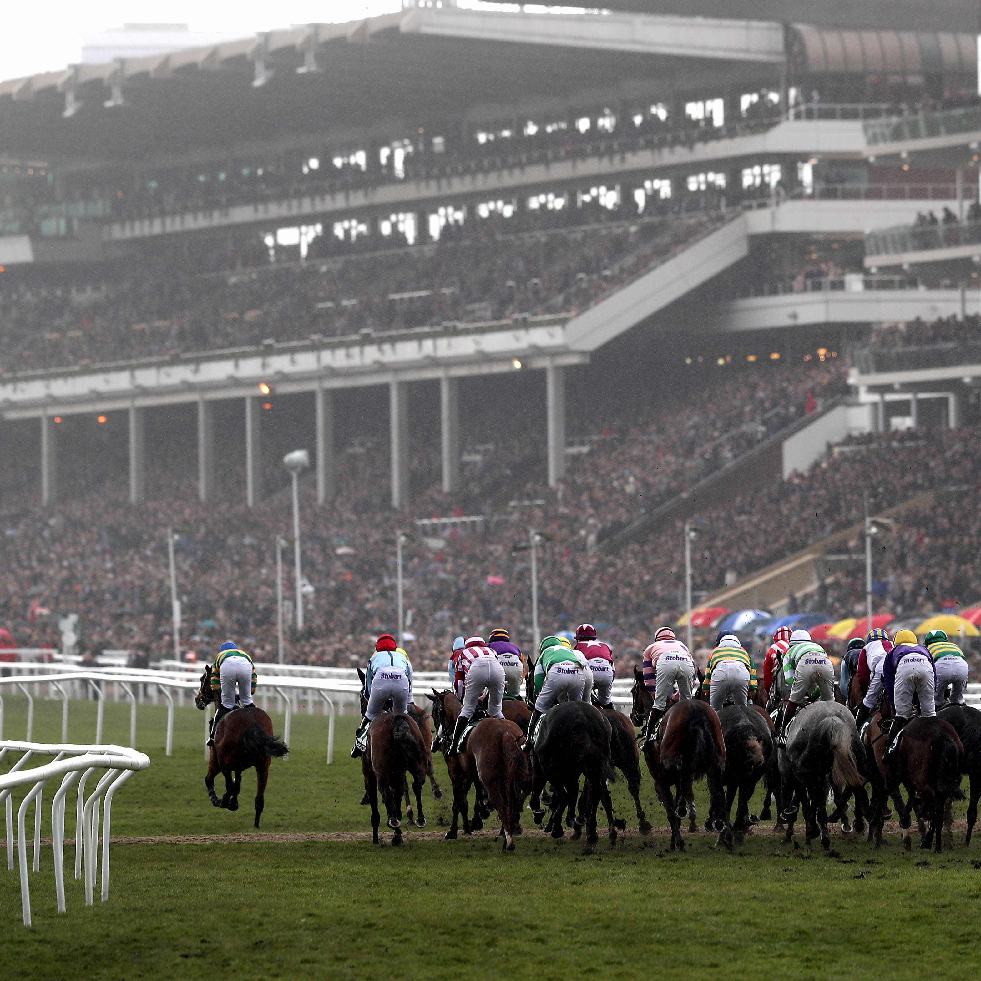 Master DIno will miss Cheltenham