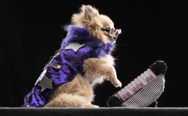 Dexter the Pomeranian dog models a design inspired Sir Elton John