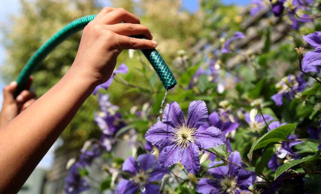 Flowers being watered from a garden hose