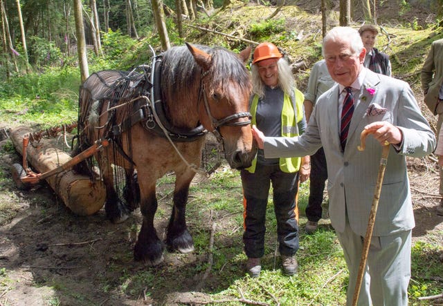 Charles meeting the horses in Ty’n-y-Coed Forest