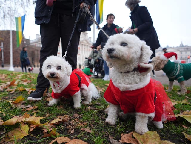 Christmas Jumper Parade