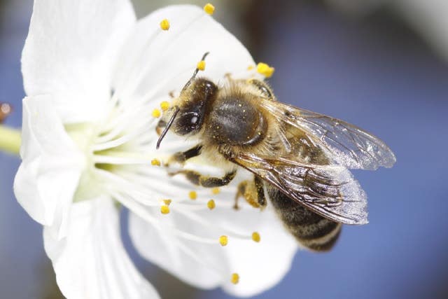 A honey bee collecting pollen