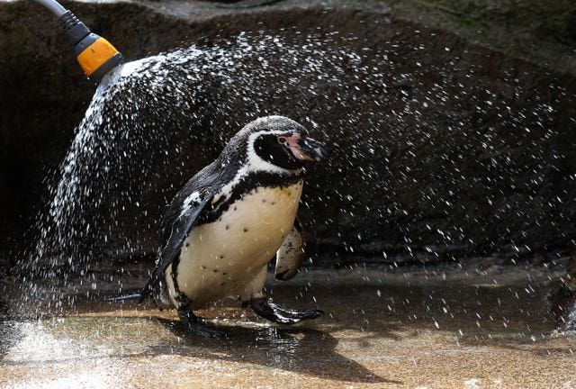 Forrest the Humbold penguin (Andrew Milligan/PA)