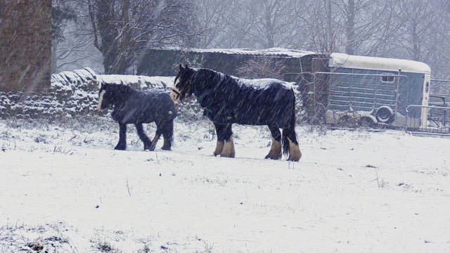 Two horses in a snow field near Sheffield