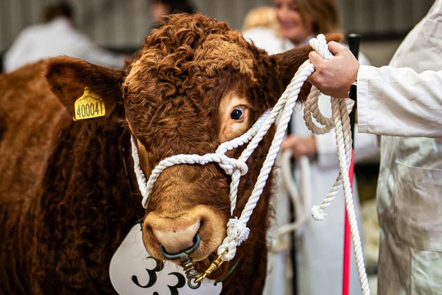 The Cornish Winter Fair