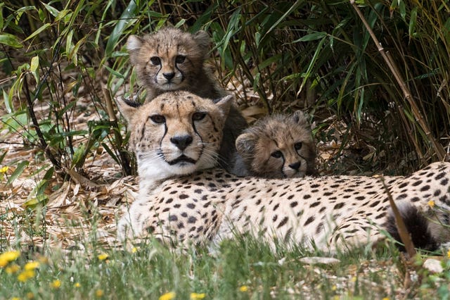 Cheetah cubs at Colchester Zoo