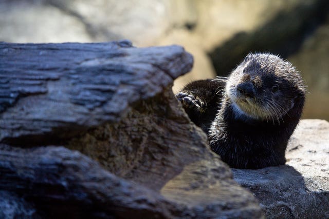 Sea Otters to come to Birmingham