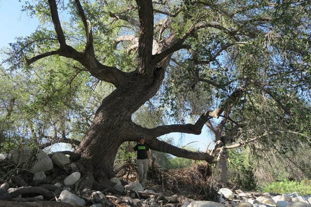 Global Tree Assessment