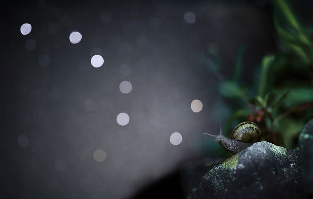 A snail looking at blurry stars