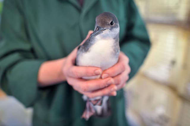 Manx Shearwater 