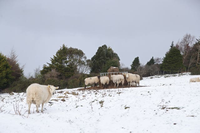 Sheep in the snow at Glenasmole, Co Dublin