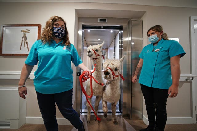 Sarah Tickle (left) and Isabelle Titley guide the alpacas out of a lift