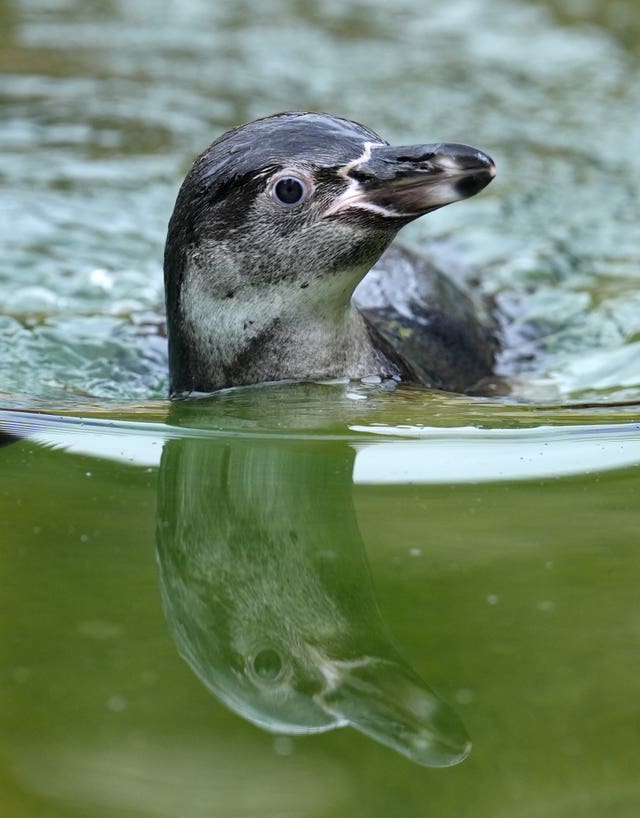 Penguin chick's head seen above the water