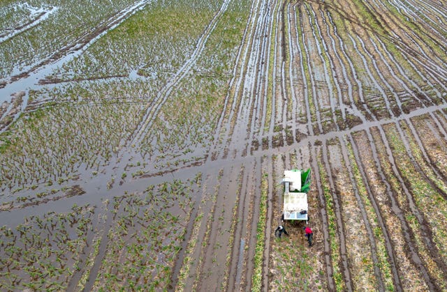 Brussels sprouts being harvested in a flooded field